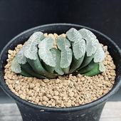 ¿����ʪ���ϥ������ ���𡡼��᥹���ѡ��磻�ɡ�SA-7*��7��������ʡ����ʸ¤�