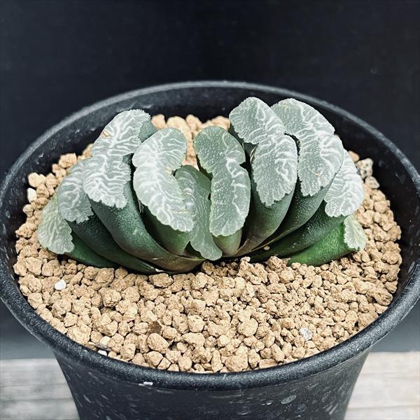【期間限定出品】ハオルチア スウェイ　H. 'Sway'　多肉植物 Yahoo!オークション - ハオルチア 「スウェイ」 H. 'Sway' 多肉植物
