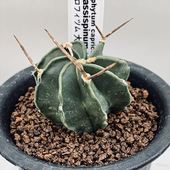 ���ܥƥ󡧥����ȥ��ե��ĥ� ��˱��*��4��������־�����