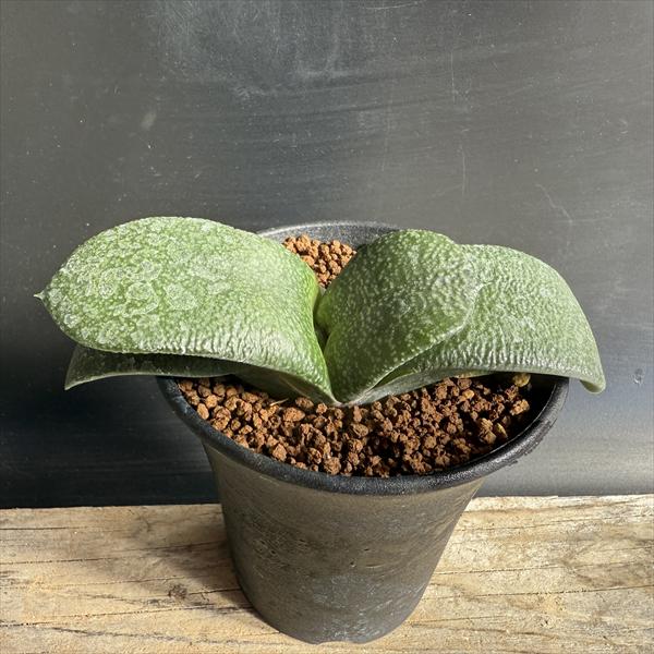 多肉植物：ガステリア 西村臥牛*M 幅12cm | サボテン＆多肉植物,多肉