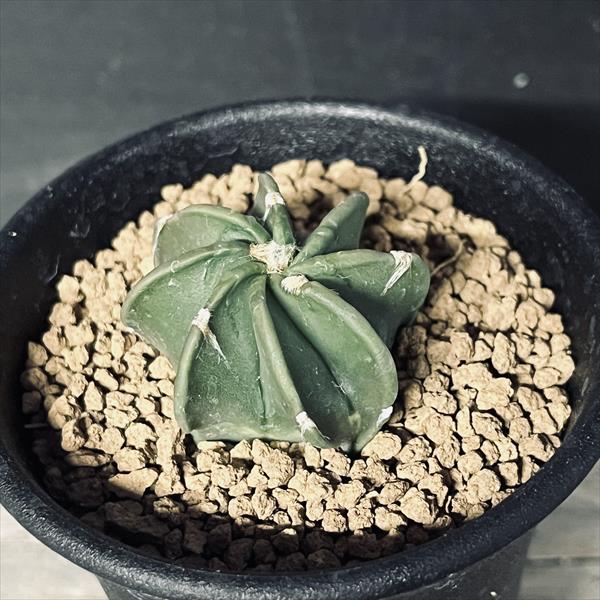 ���ܥƥ󡧥����ȥ��ե��ĥ� ��˱�� ����*S����3.5���