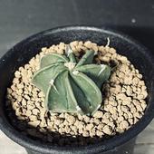 ���ܥƥ󡧥����ȥ��ե��ĥ� ��˱�� ����*S����3.5���