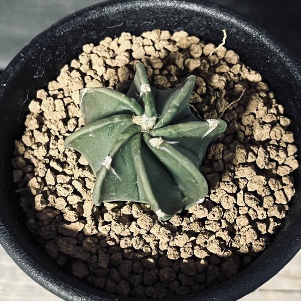 サボテン：アストロフィツム 大鳳玉 実生*S 幅3.5cm | サボテン