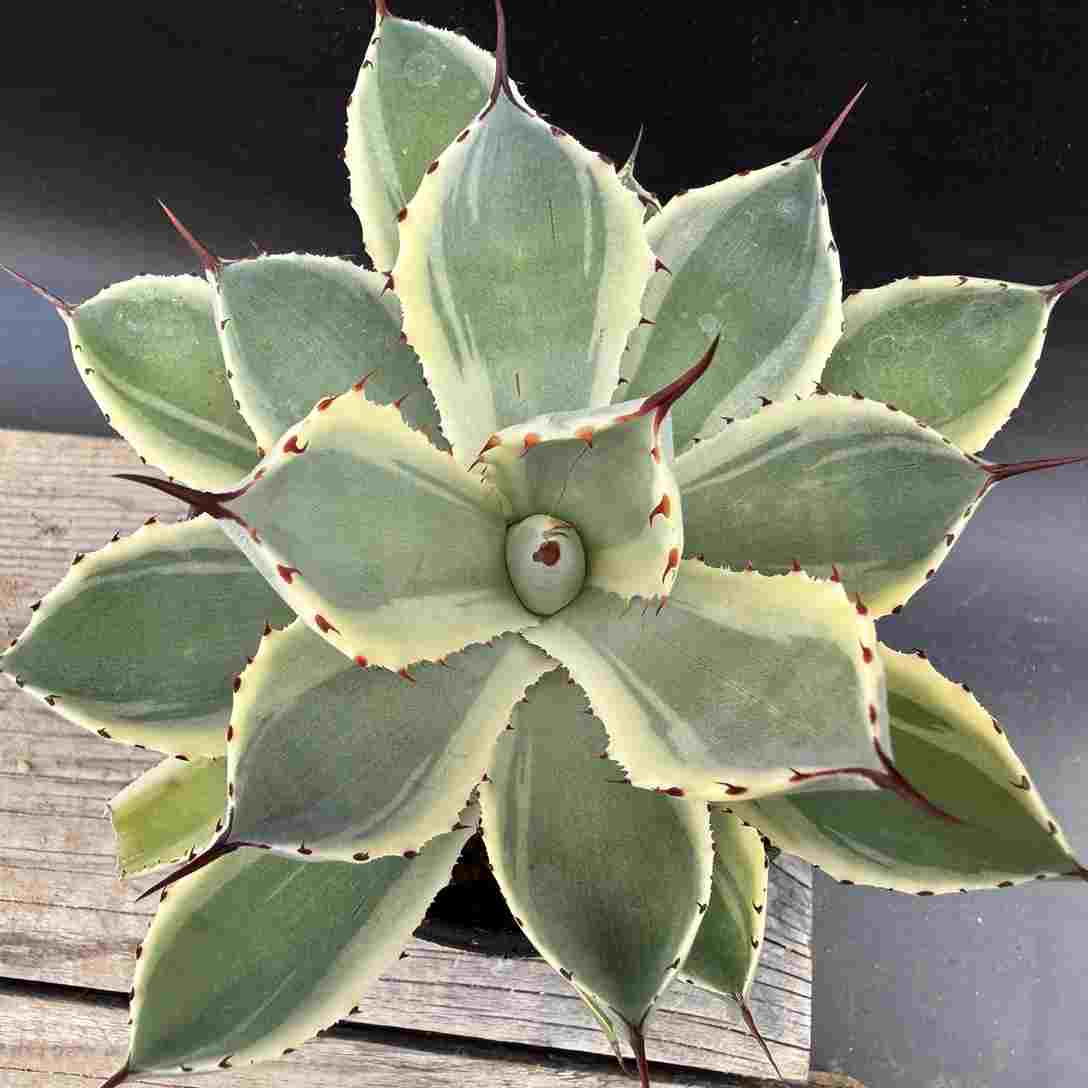 稀少アガベ 吉祥冠錦 九段 TC株 極上大株 Agave potatorum 吉祥冠錦 –