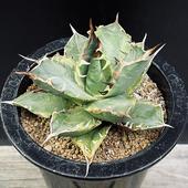 ¿����ʪ�������١������Υ��ӡ���ʤ��*��11��������ʡ����ʸ¤�