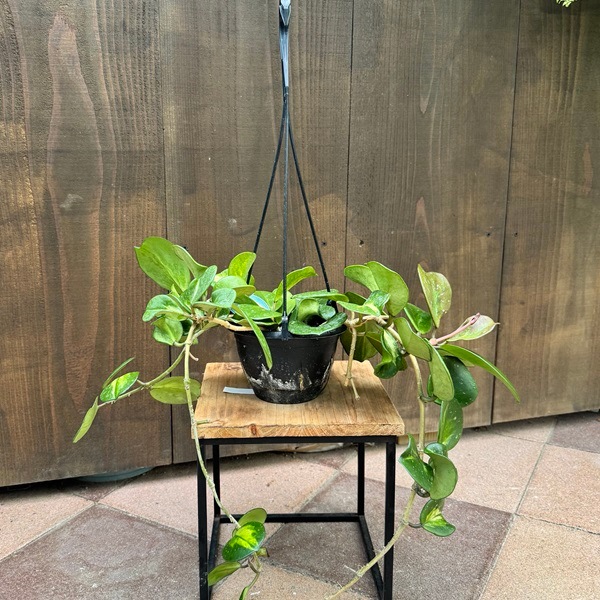 おしゃれ 観葉植物：ホヤ オボバータ 斑入り*オボバタ 吊り鉢 5号