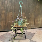 ������졡���տ�ʪ���ۥ䡡���㥤�ʥӡ���*�ߤ�ȭ��4��