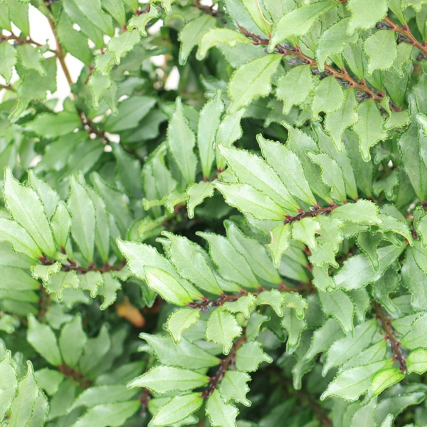 庭木 植木：斑入りヒサカキ（ブルームーン）7号大株*ひさかき | 植木