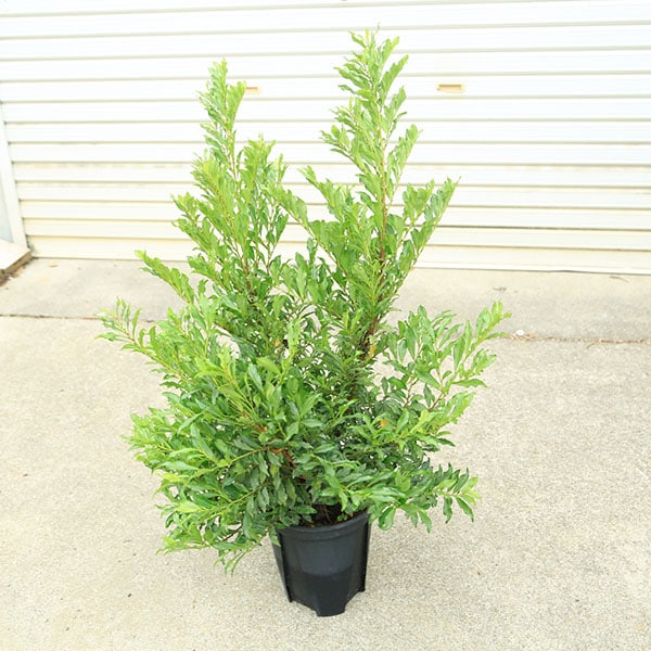 庭木 植木：斑入りヒサカキ（ブルームーン）7号大株*ひさかき | 植木