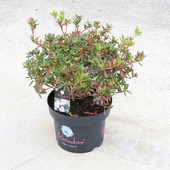 ���ڡ����ڡ�������ĥĥ��ʥ֥롼��Хå�����*����������7���������������ĤĤ�