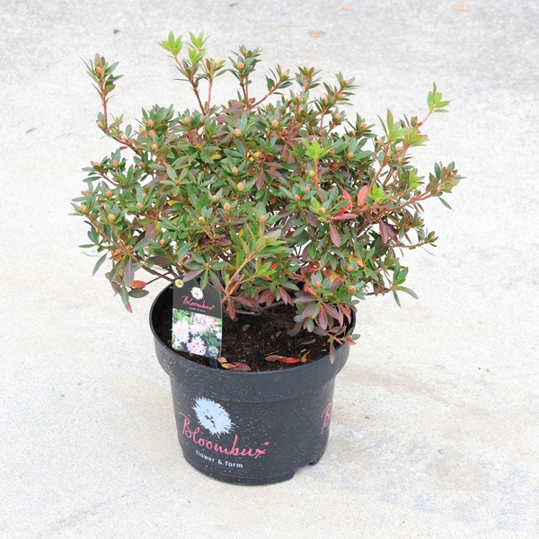 庭木 植木：コゴメツツジ（ブルームバックス）*小米躑躅 7号大株