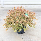 �������ڡ����� �����٥ꥢ�ʥȥꥫ�顼���㡼���*���٤ꤢ�������ꥢ�٥ꥢ��8�桡���ʶ�¤��