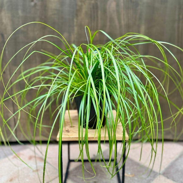 観葉植物 苗 グランドカバー グラス：カレックス オシメンシス