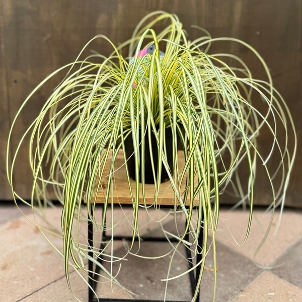 観葉植物 苗 グランドカバー グラス：カレックス オシメンシス