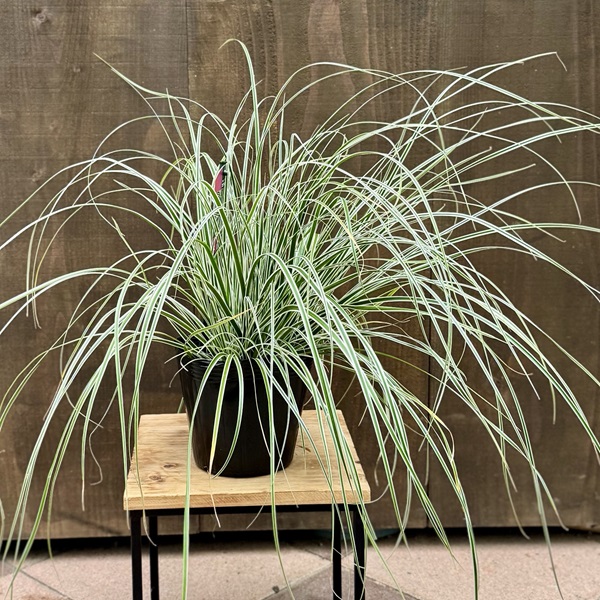 観葉植物 苗 グランドカバー グラス：カレックス オシメンシス