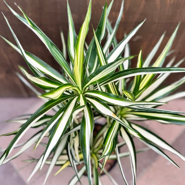 おしゃれ 観葉植物：ユッカ エルミラ*4F バークチップ 現品をお届け