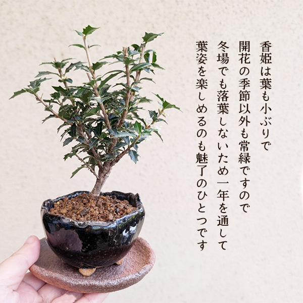 ミニ盆栽：ヒイラギ 香姫*（信楽焼藍色鉢）受け皿付き 鉢植えお試し