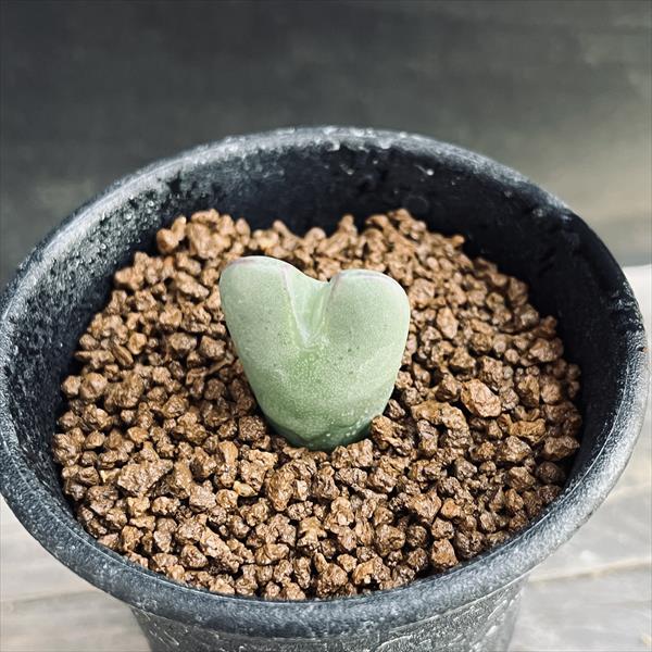 ¿����ʪ�����Υե��ĥ�  �ؤ���*��2.3���