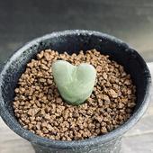 ¿����ʪ�����Υե��ĥ�  �ؤ���*��2.3���