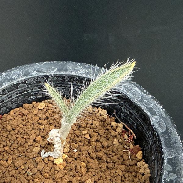 �庬��ʪ�������ꥹ�����ȡ���*����3cm