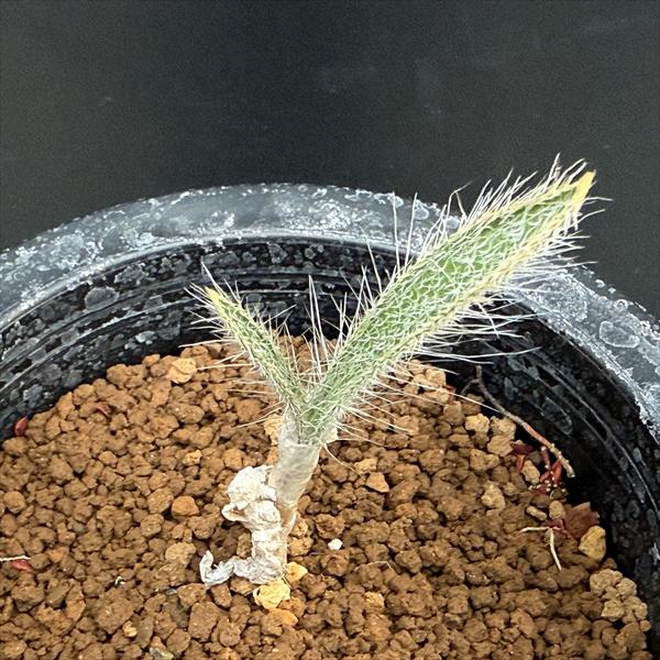 球根植物：ゲチリス セトーサ*葉幅3cm | サボテン＆多肉植物