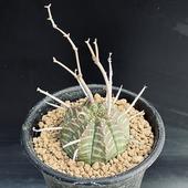 �����ǥå������桼�ե���ӥ����Х�������֥����*��4��������ʡ����ʸ¤�