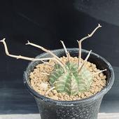 �����ǥå������桼�ե���ӥ����Х�������֥����*��4��������ʡ����ʸ¤�