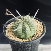 �����ǥå������桼�ե���ӥ����Х�������֥����*��4��������ʡ����ʸ¤�