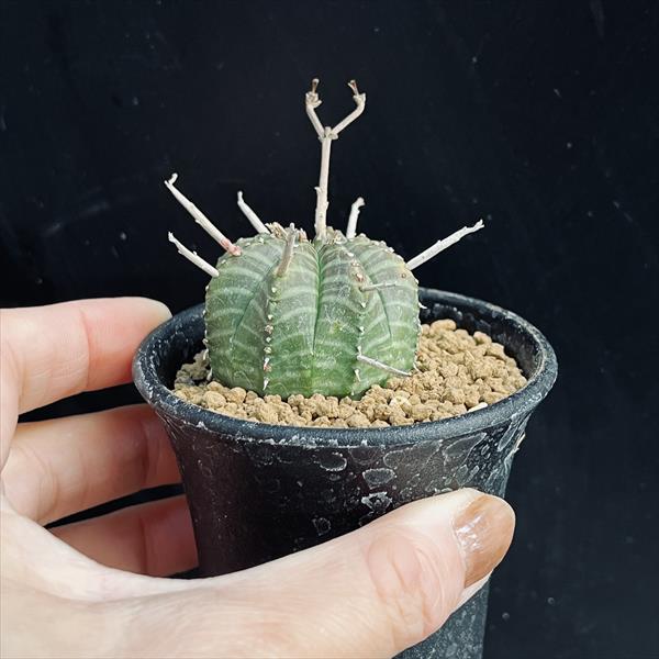 多肉植物 ユーフォルビア バリダゴブリン - メルカリ