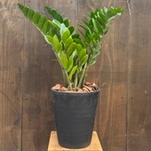 ������졡���տ�ʪ�������������ߥ����륫��*8�楻�饢���� �С��� Zamioculcas