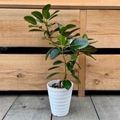 ������졡���տ�ʪ���ե�󥹥������*4�楻�饢���ȡ��ե����� ��ӥ��Ρ���