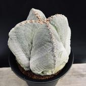 ���ܥƥ󡧥����ȥ��ե��ĥࡡ�ͳ���˱�̡�����*��14��������ʡ����ʸ¤�