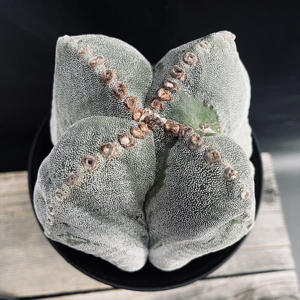 サボテン：アストロフィツム 四角鸞鳳玉 実生*幅14cm 現品！一品限り