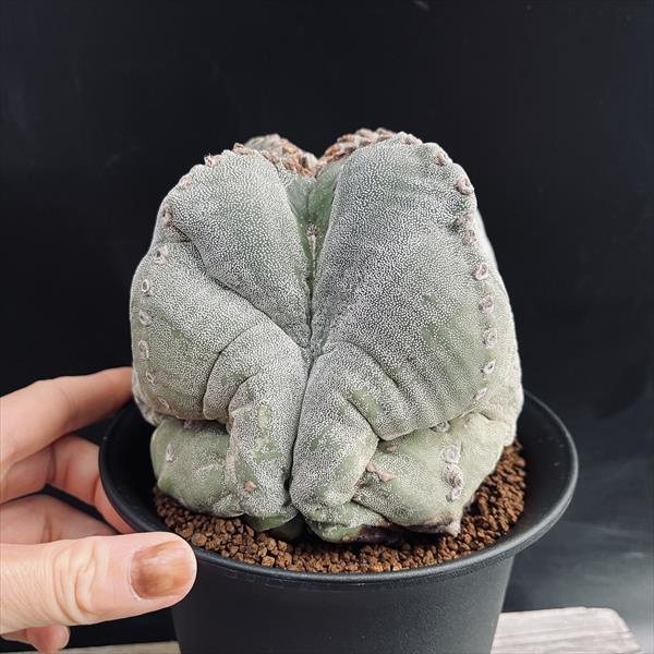 サボテン：アストロフィツム 四角鸞鳳玉 実生*幅14cm 現品