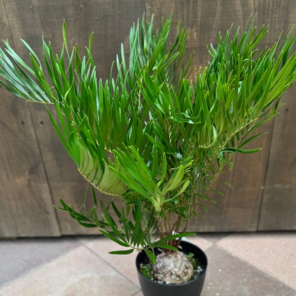 おしゃれ 観葉植物：ザミア フロリダーナ*6号プラポット | 観葉植物