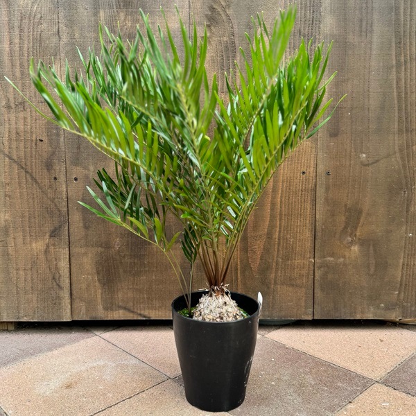 おしゃれ 観葉植物：ザミア フロリダーナ*6号プラポット | 観葉植物