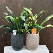 ������� ���տ�ʪ ȭ�����٤ޤ�������ȡ�ȭ����*����� ��ǯ��