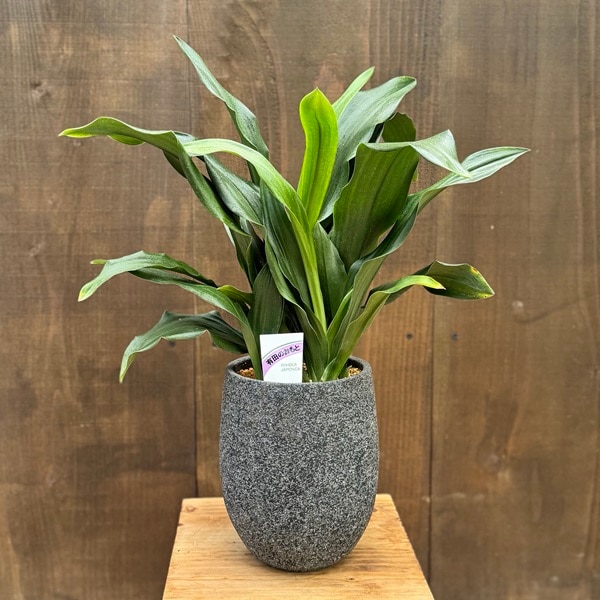 おしゃれ 観葉植物 鉢色選べます：オモト 鉢植え*おもと 万年青 | 観葉