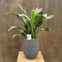 おしゃれ 観葉植物 鉢色選べます：オモト 鉢植え*おもと 万年青 | 観葉