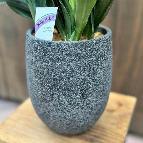 おしゃれ 観葉植物 鉢色選べます：オモト 鉢植え*おもと 万年青 | 観葉