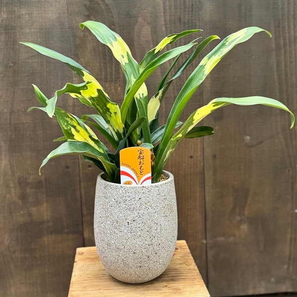 おしゃれ 観葉植物 鉢色選べます：オモト 鉢植え*おもと 万年青 | 観葉