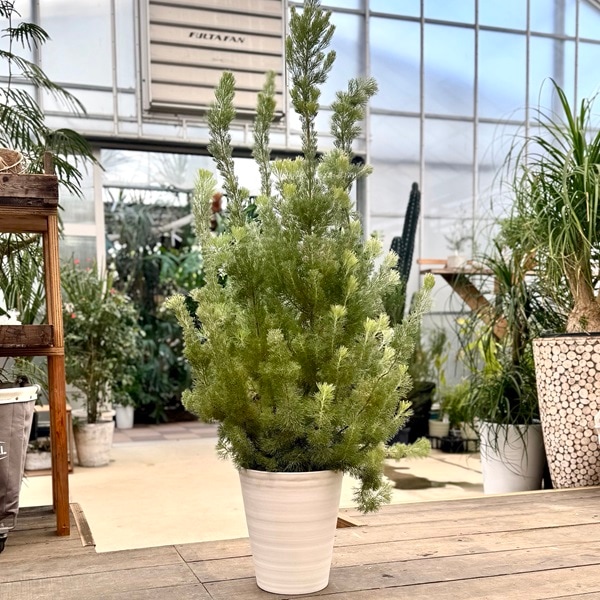 観葉植物：アデナンサス アルバニー ウィリーブッシュ*10号セラアート