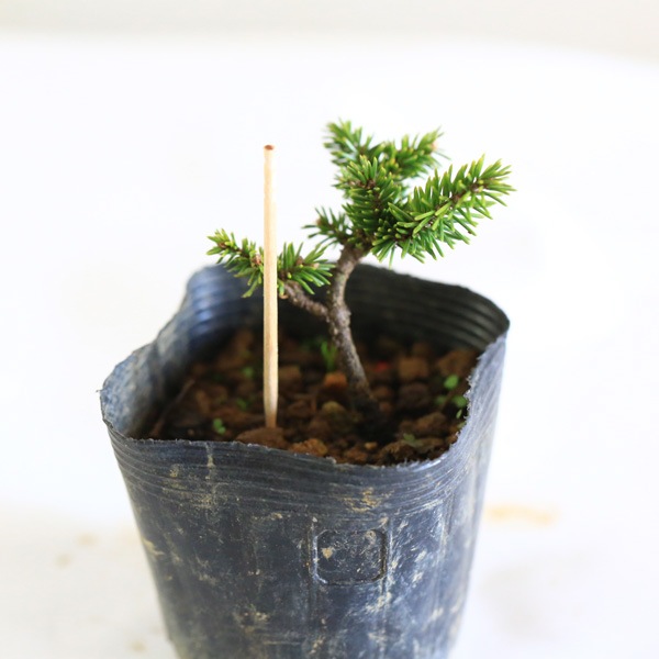 苗：白芽八房えぞ松(ミニ)*シロメエゾマツ 蝦夷松 | 盆栽素材,苗(松柏