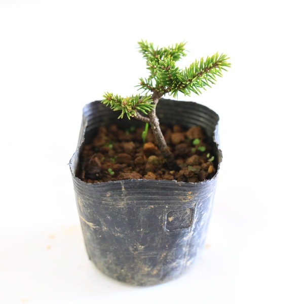 苗：白芽八房えぞ松(ミニ)*シロメエゾマツ 蝦夷松 | 盆栽素材,苗(松柏