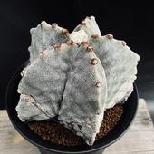 ���ܥƥ󡧥����ȥ��ե��ĥࡡ��˱�̡�����*��13��������ʡ����ʸ¤�