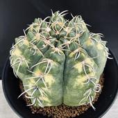 ���ܥƥ󡧥���Υ��ꥭ���ࡡ���ó����ݶӡ�����*��12cm�����ʡ����ʸ¤�