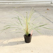 ڡ ġ른͡顼ǥ饤*ʥ顼ǥ饤ȡˡ5