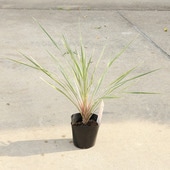 ڡ ġ른͡ԥ󥯥ѥ*ʥԥ󥯥ڥˡ5