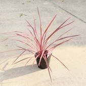 ڡ ġ른͡㡼꡼ܡ*5