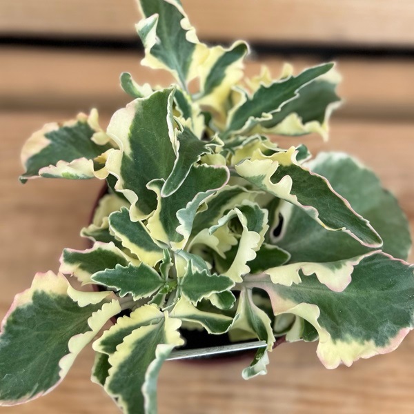 観葉植物　らん おしゃれ 観葉植物：カランコエ 斑入り ラキニアータニシキ*4号